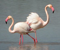 Greater Flamingos  - Phoenicopterus ruber © John Muddeman